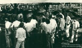 Dia especial sobre confinamento de bovinos – Rio Casca