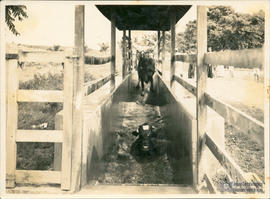 Treinamento sobre banho de carrapaticida em bovinos