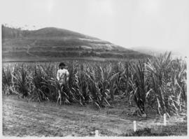 image 08