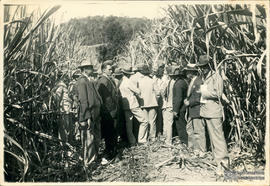 Aula prática de plantação de cana de açúcar