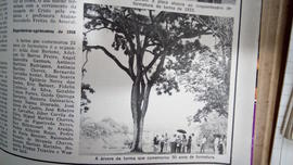 Árvore de 1933/II (01)