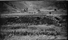 Vista parcial do Campus da ESAV