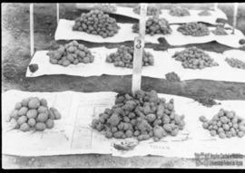 Batata inglesa colhida na ESAV