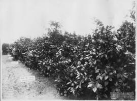 Experimento com Citrus Tangelo
