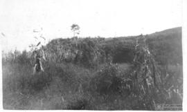 Plantação de milho