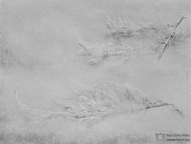 Raízes de planta desconhecida