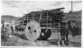 Transporte de lenha em carro de boi