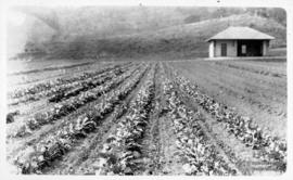 Plantação em área experimental da ESAV.