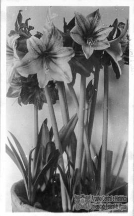Amaryllis Híbrido
