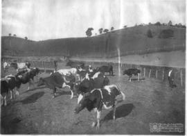image 36