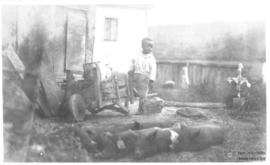 Criança ao lado de porcos