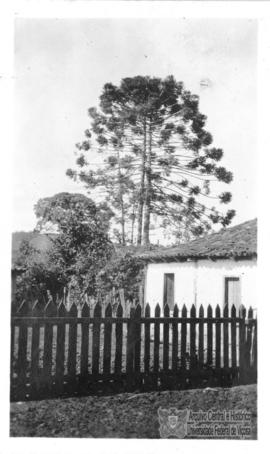 Pinheiro na Fazenda do Xaxá