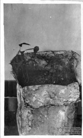 Open original Digital object