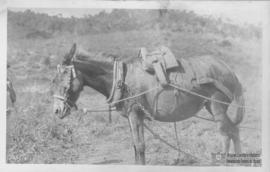 Animal utilizado nas atividades da ESAV