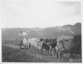 Clarissa Rolfs passeando em carro de boi, com trabalhadores