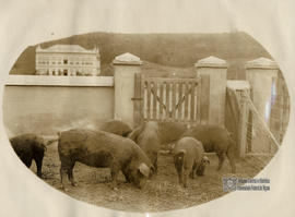 image 39